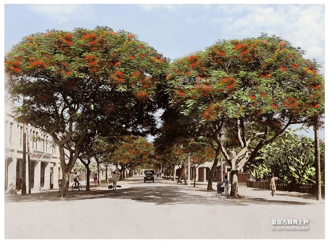 1930年代臺南大正町鳳凰木 聚珍臺灣