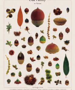 臺灣橡實家族海報