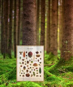 Alternative view of 臺灣橡實家族海報