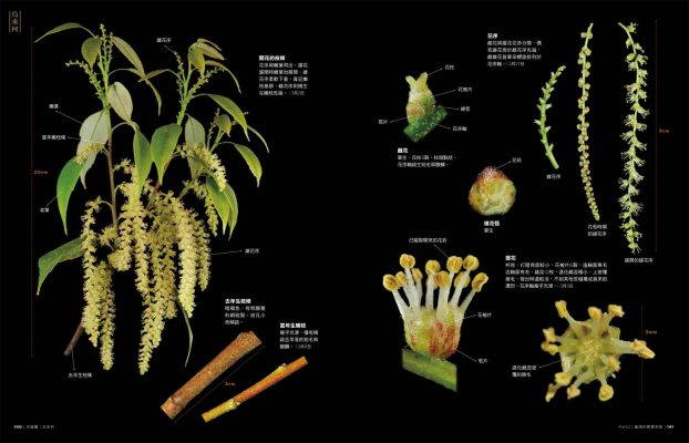 臺灣橡實家族圖鑑:45種殼斗科植物完整寫真 - 聚珍臺灣