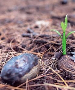 Alternative view of 籽．木．林．森：台灣森林錄