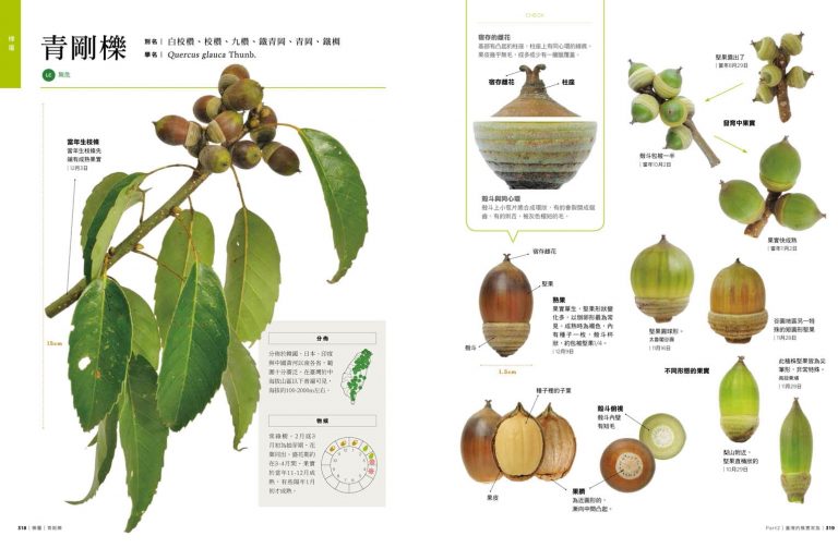臺灣橡實家族圖鑑:45種殼斗科植物完整寫真 - 聚珍臺灣