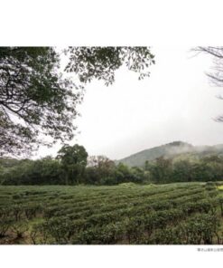 Alternative view of 草山紅：陽明山國家公園的茶業發展史1830-1990