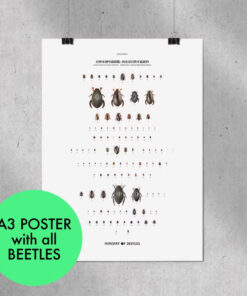 Alternative view of 台灣水棲甲蟲圖鑑｜贈送限量小海報