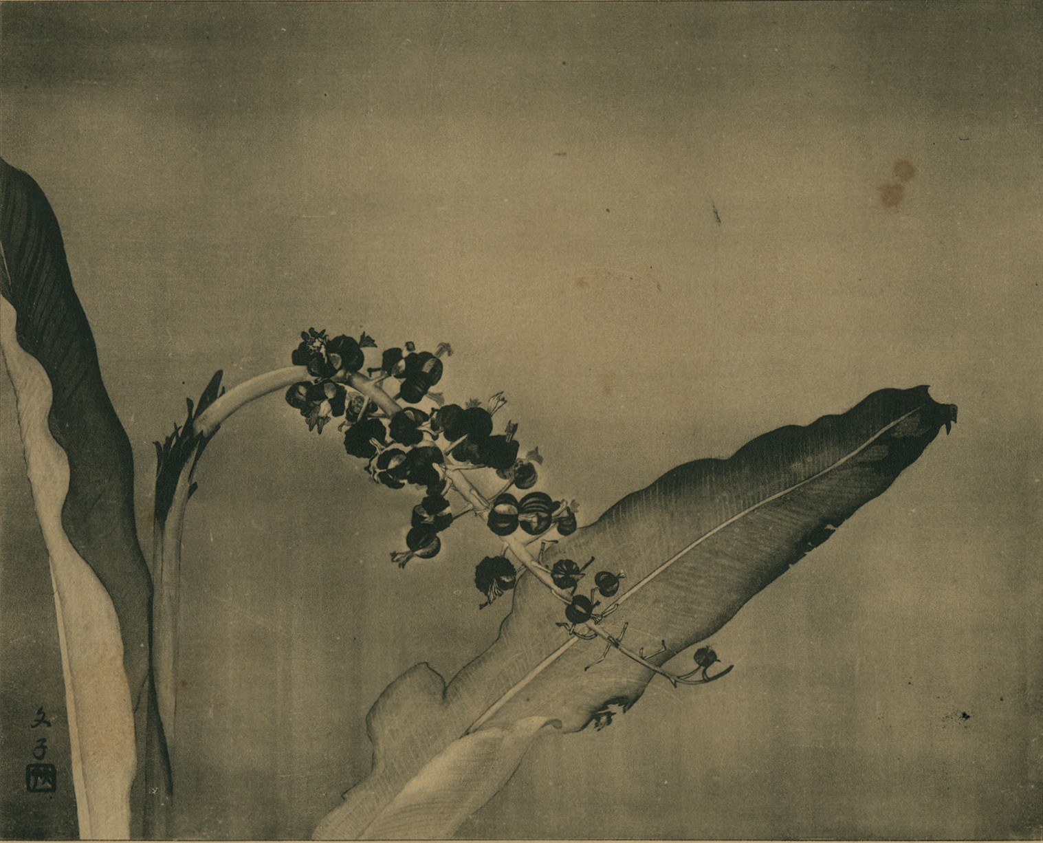 庄司文子〈月桃〉,描繪低垂月桃與懸掛的球形蒴果