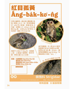 台灣動物來唱名:台語動物圖鑑(7/21出版):圖片 4